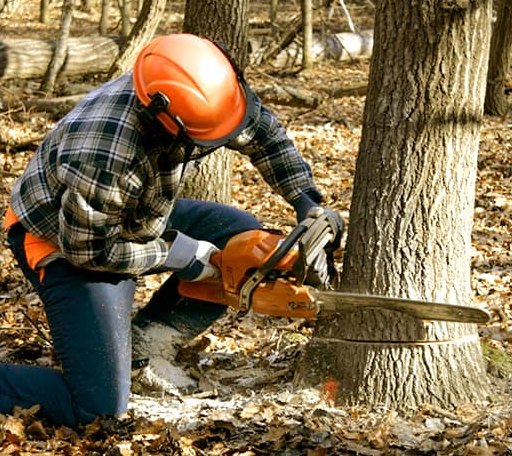 Tree Removal in Edenville, MI